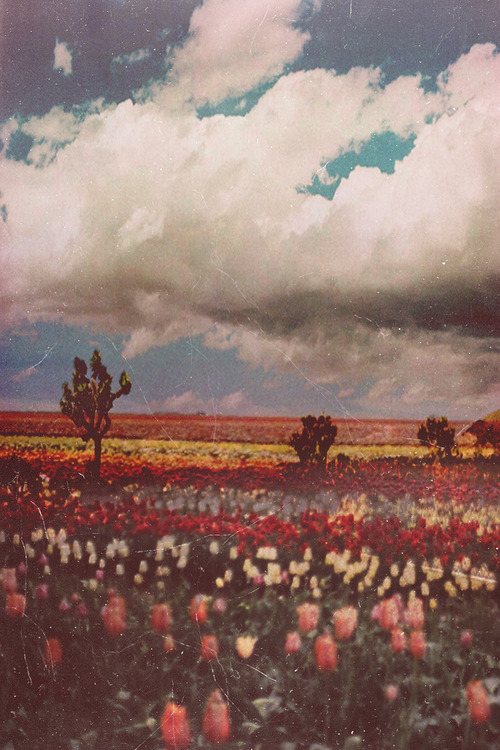 tumblr_mwu84wFXD41t3v4kyo1_500